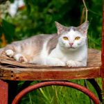 gatto su sedia in giardino