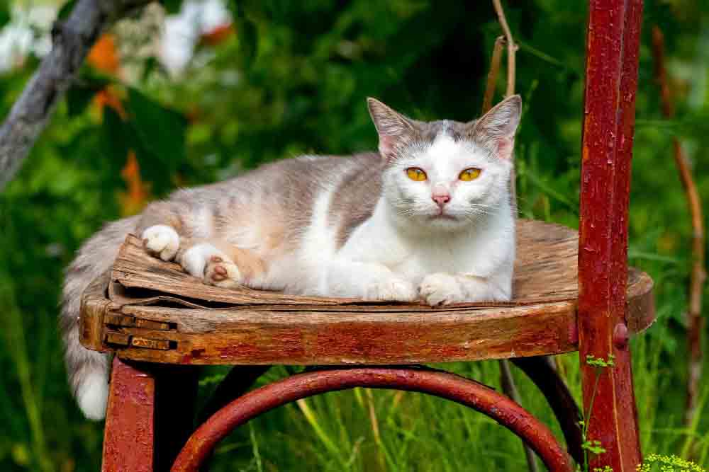gatto su sedia in giardino